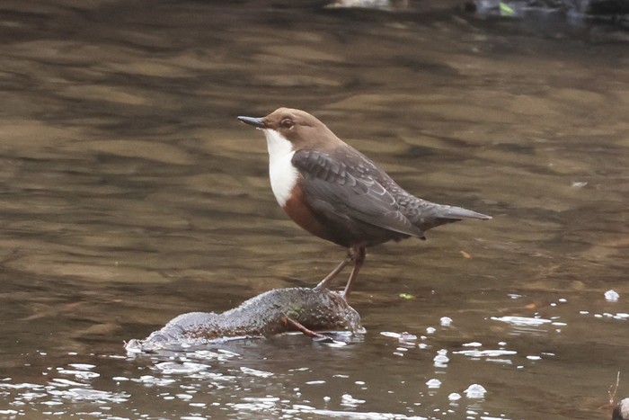 Dipper