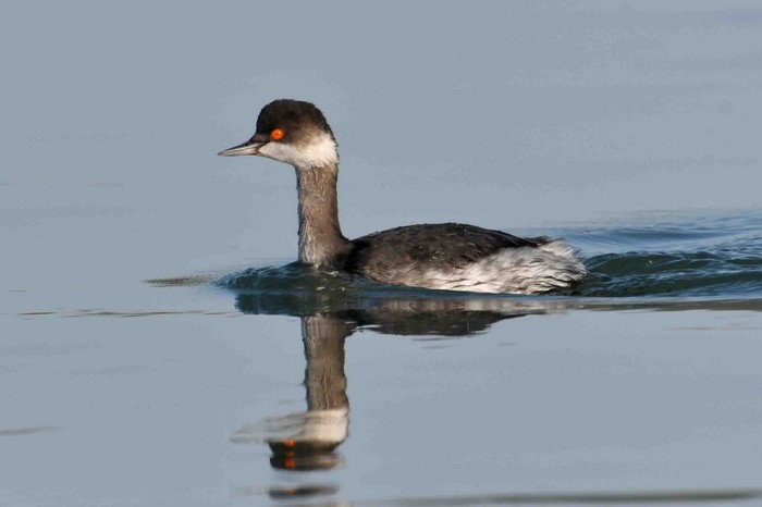 Black-necked Grebe