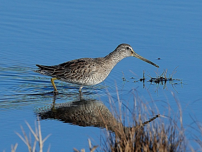 Long-billed Dowitcher
