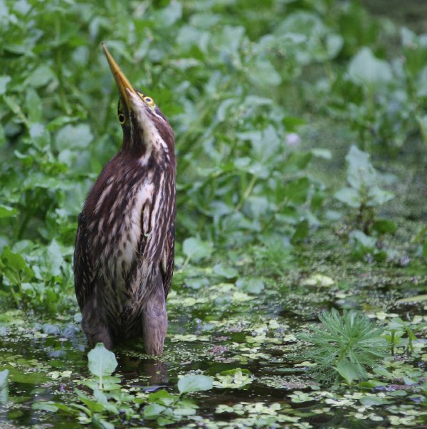 Green Heron