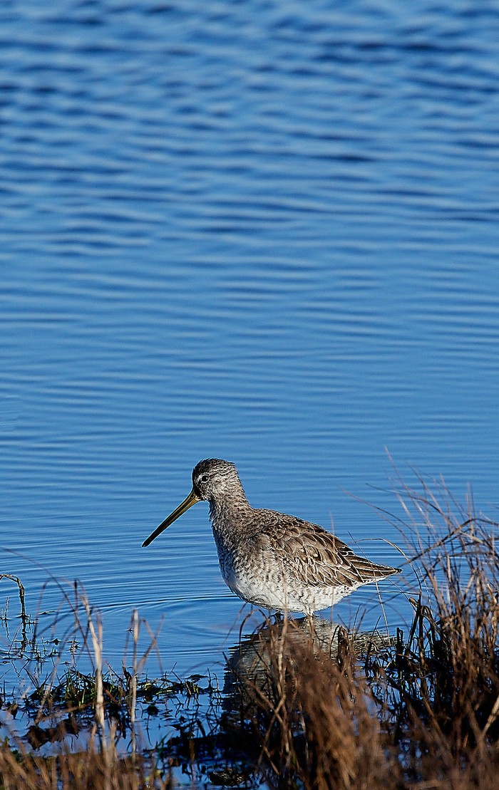 Long-billed Dowitcher