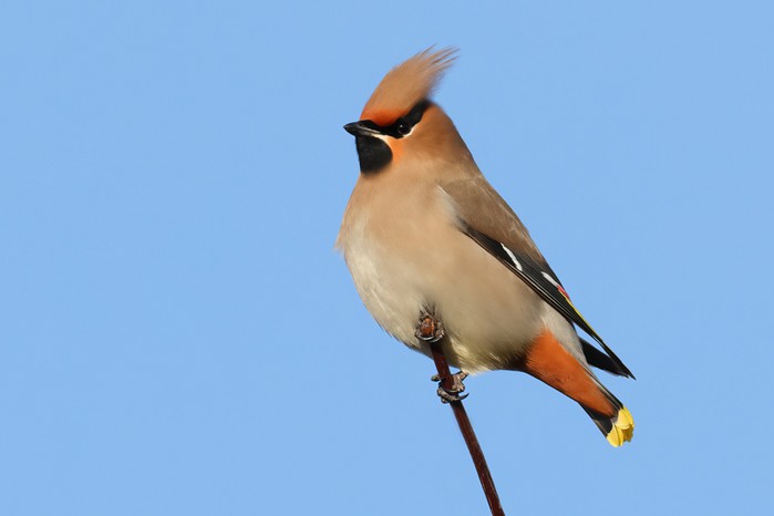 Waxwing