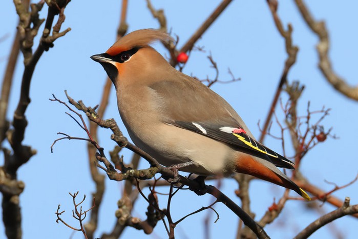 Waxwing