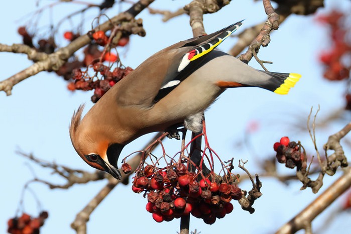 Waxwing