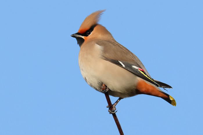 Waxwing