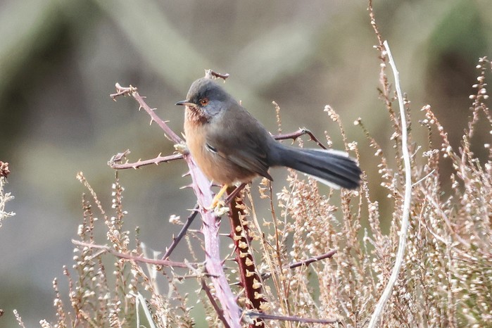 Dartford Warbler