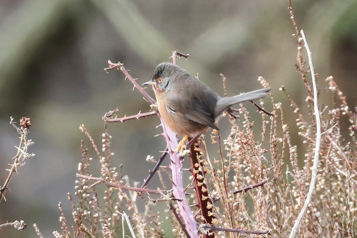 Dartford Warbler