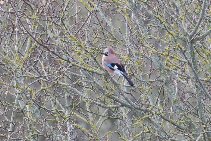 Jay