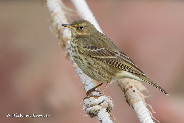 Rock Pipit
