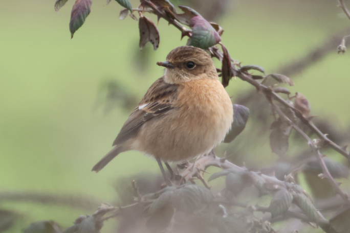 Stonechat