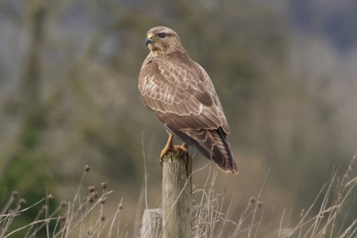 Buzzard