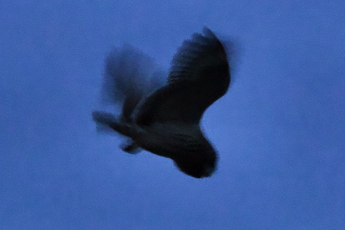 Short-eared Owl
