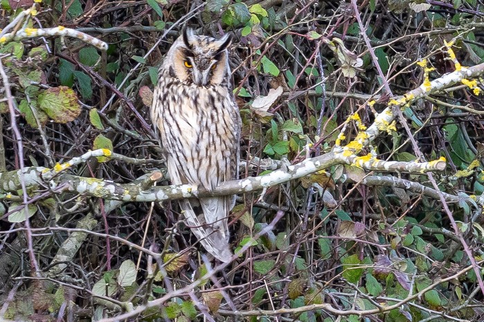 Long-eared Owl