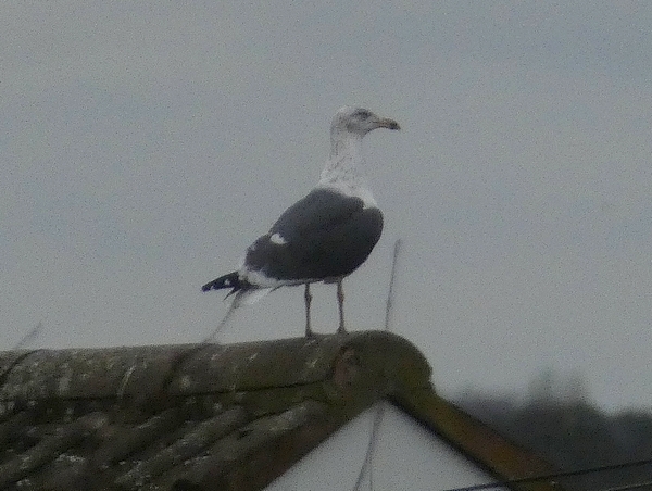 Great Black-backed Gull