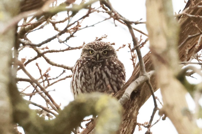Little Owl