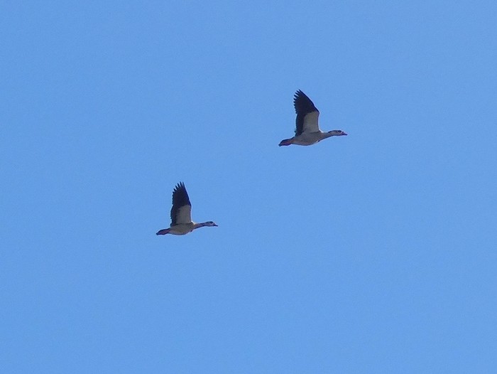 Egyptian Goose