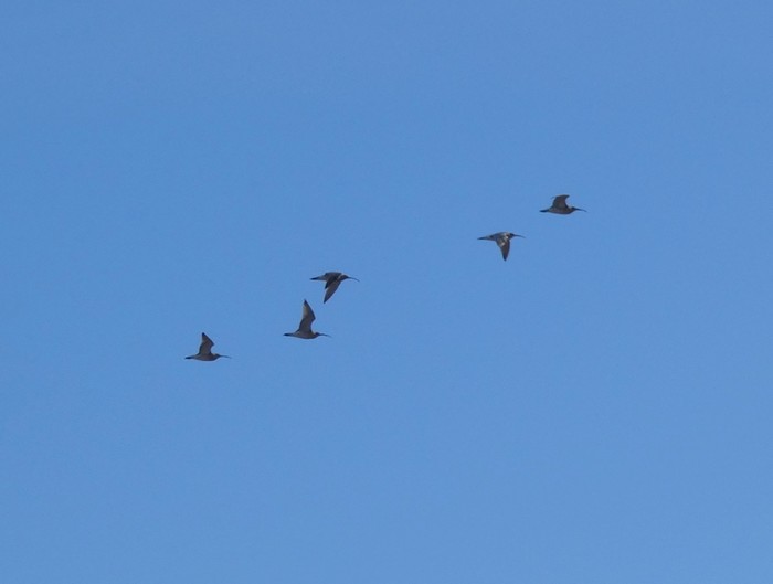 Curlew