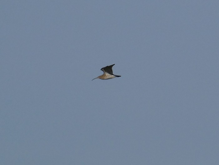 Curlew