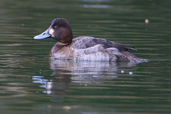 Lesser Scaup