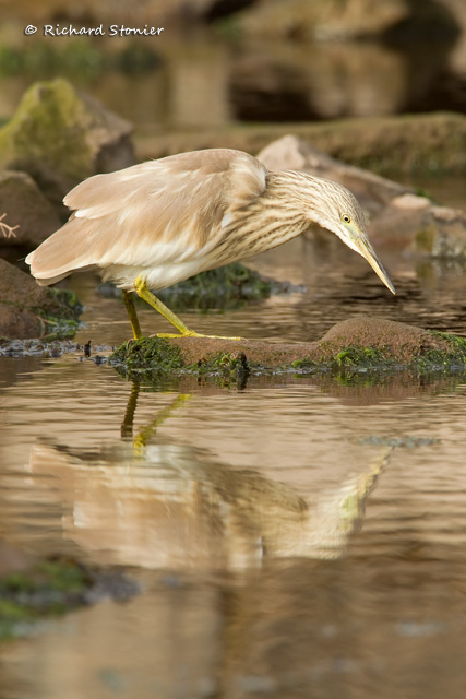 Squacco Heron