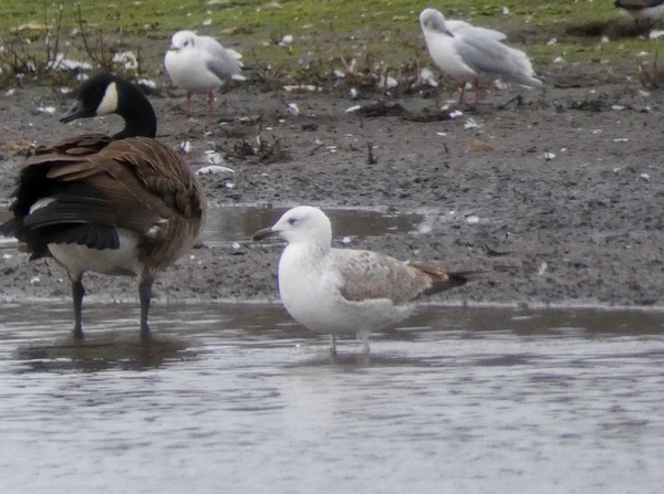 Caspian Gull
