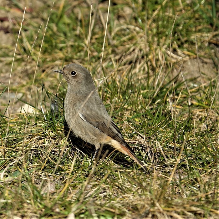 Black Redstart