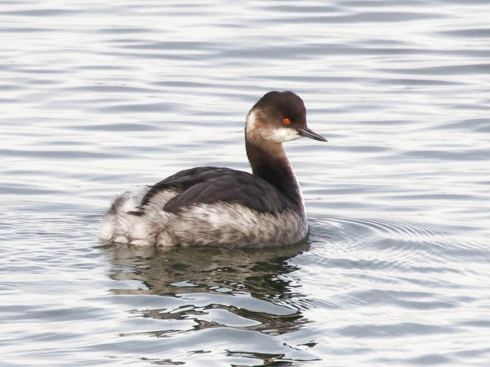 Black-necked Grebe