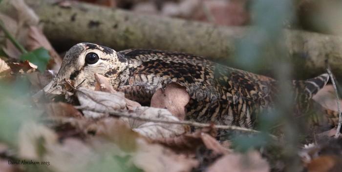 Woodcock 