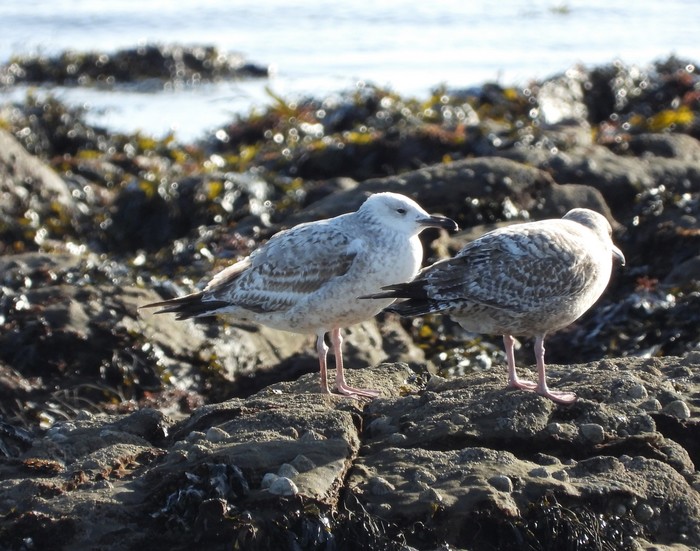 Caspian Gull