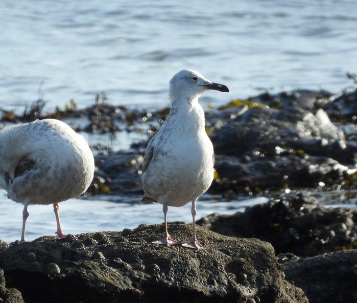 Caspian Gull