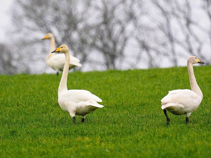 Whooper Swan