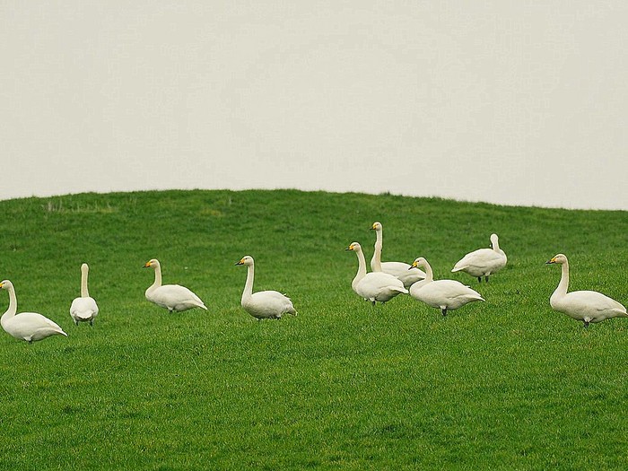 Whooper Swan