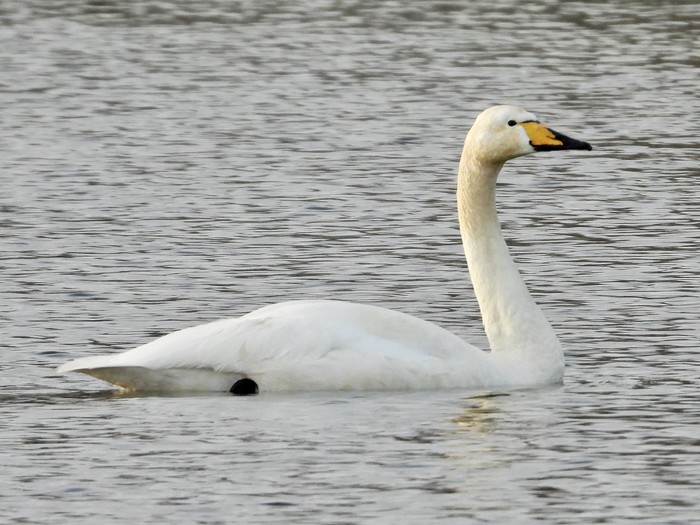Whooper Swan