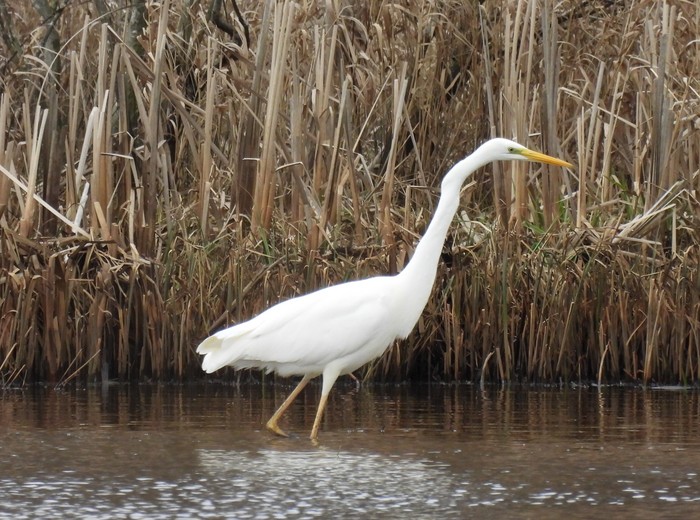 Great White Egret