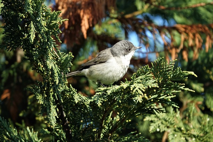 Siberian Lesser Whitethroat