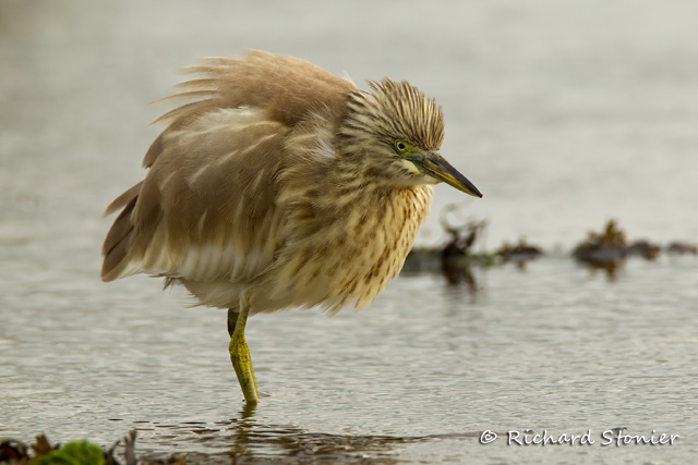 Squacco Heron