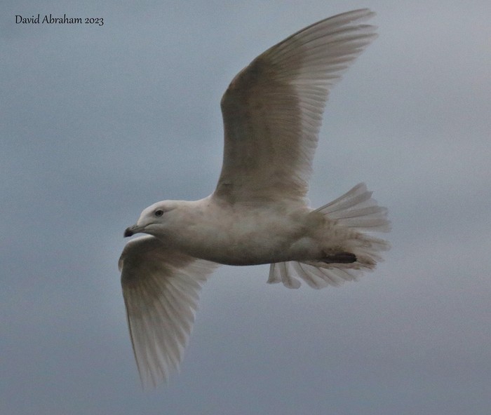 Iceland Gull 
