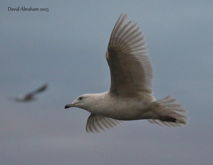 Iceland Gull 