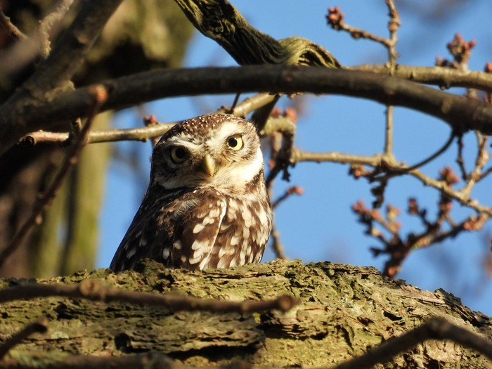 Little Owl