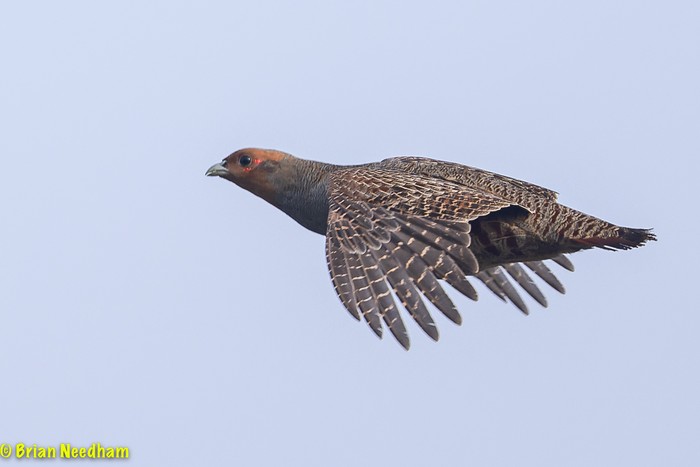 Grey Partridge