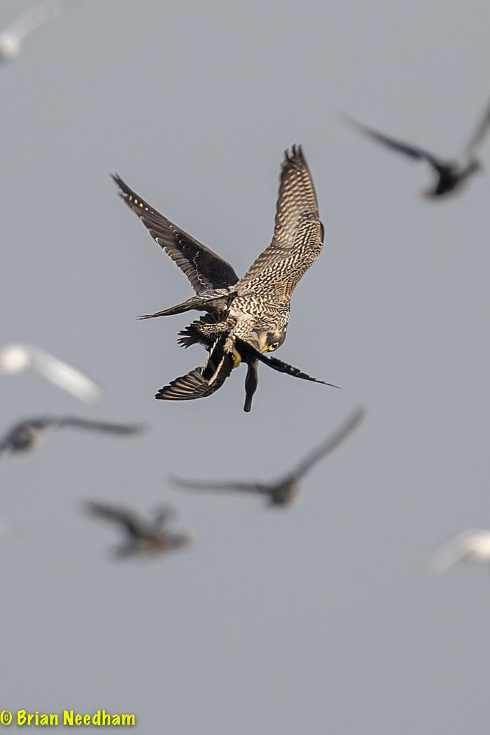 Peregrine