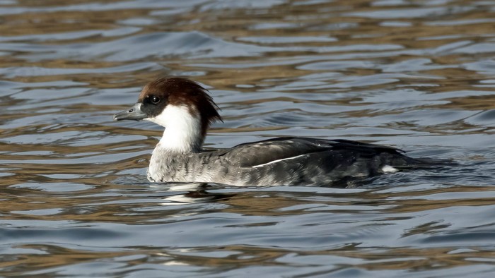 Smew