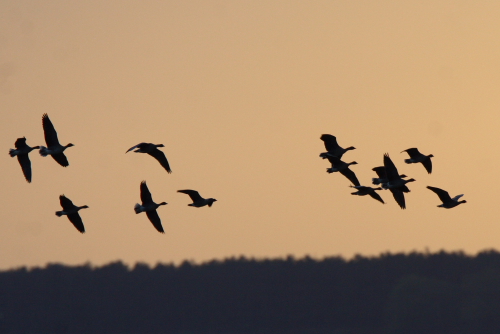 Pink-footed Goose