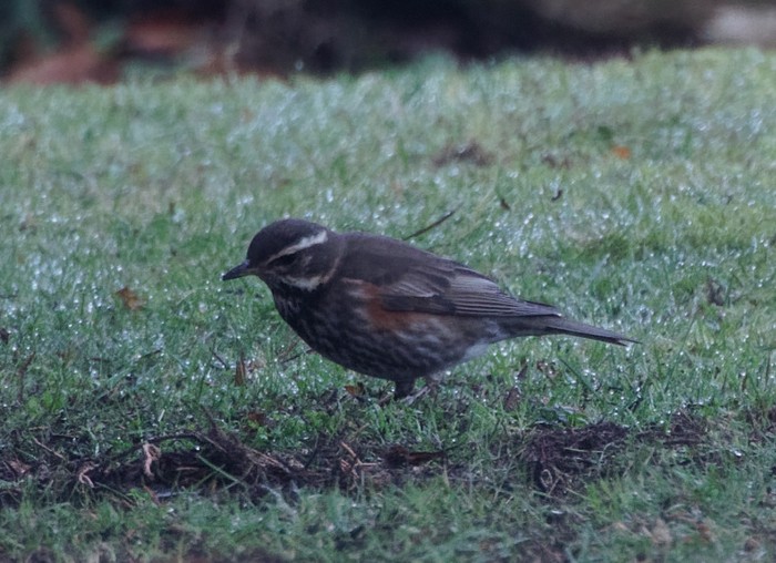Redwing