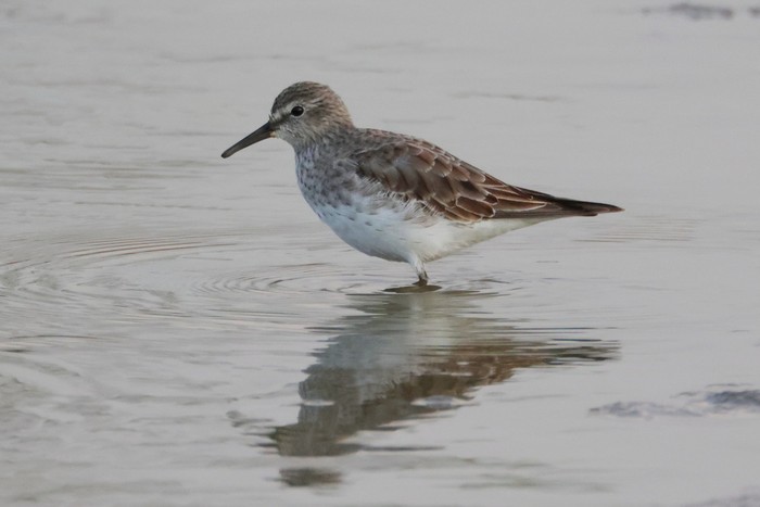 White-rumped Sandpiper
