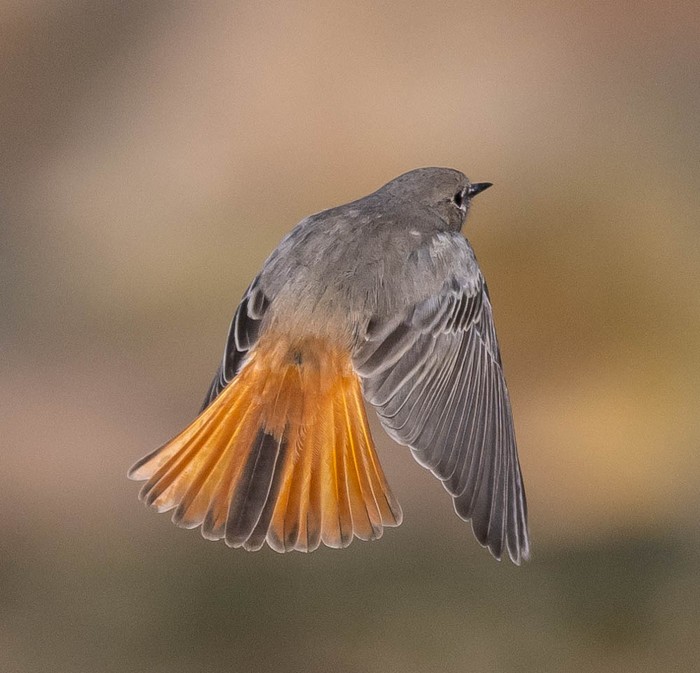 Black Redstart