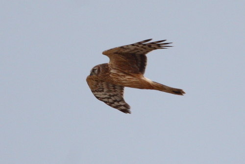 Hen Harrier