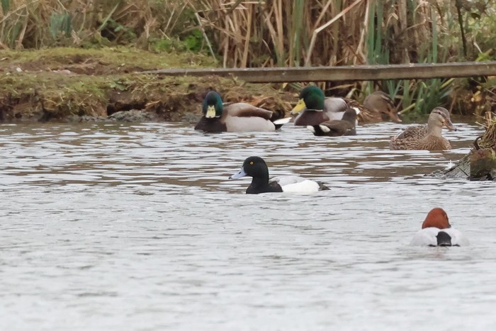 Scaup