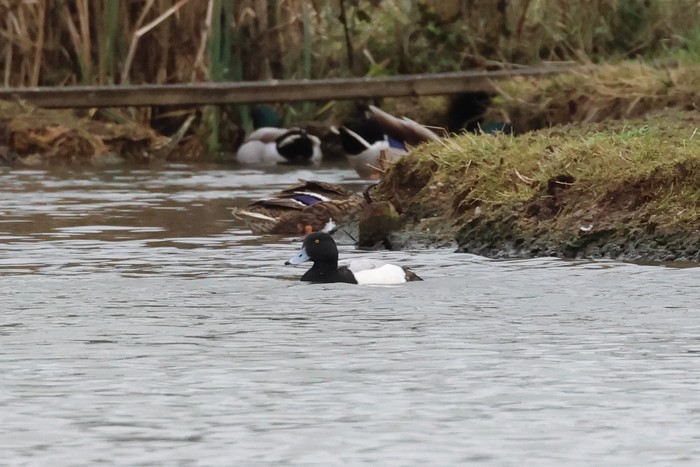 Scaup