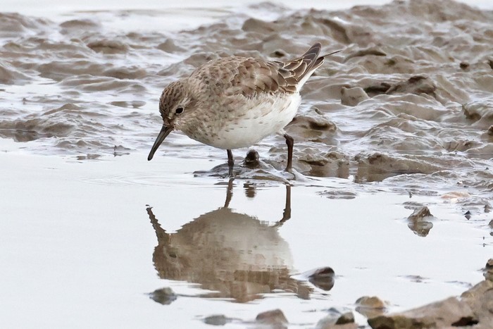 White-rumped Sandpiper
